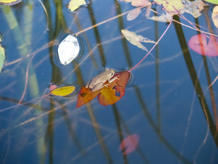 Tiny Marbled reed frog in Okavango Delta in Botswanaの写真素材