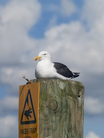 Black-back gull resting on top of post with warning sign under in vertical composition.の写真素材