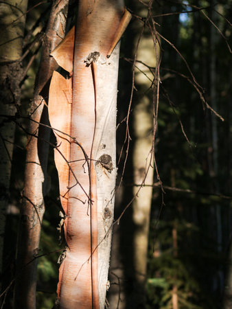 Birch tree trunk close up with characteristic peeling barkの写真素材
