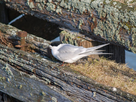 White fronted tern resting on old wharf piles in Tauranga.
