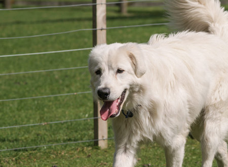 Beautiful large soft long haired dog portrait walking along fence.