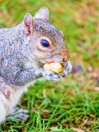 Small urban squirrel eating a food scrap on lawn in London.の写真素材