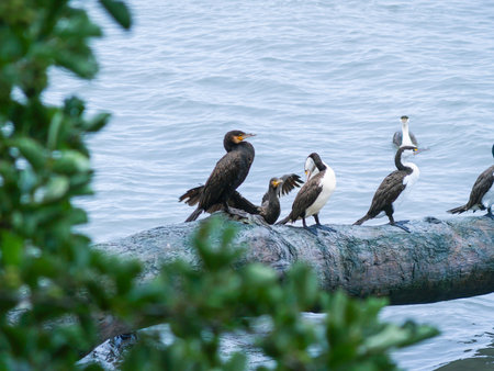 Pied and black shag flock perching on log over water.の写真素材