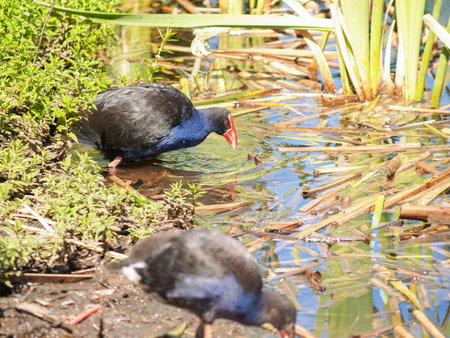 Pukeko in swamp searching for food.vegetation and small grubs.の写真素材