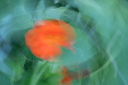 Colourful flower blurs painterly effect of nasturtium.の写真素材