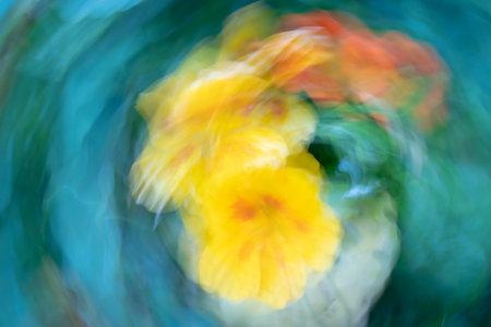 Colourful flower blurs painterly effect of nasturtium.の写真素材