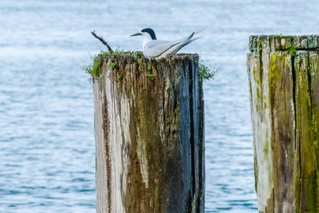 White fronted tern on old post on Tauranga harbour.