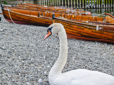 Mute swan by boats on shore of Lake Windermere Lake District National Park,の写真素材