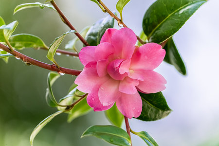 Closeup soft pink camellia flower on branch with green leaves in bokeh.の写真素材