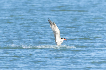Caspian tern emerging from water after failed dive to catch fish.の写真素材