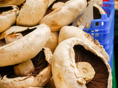 Picked fresh mushrooms in city market closeup in city market.の写真素材