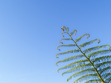 Fronds of New Zealand tree fern against blue sky.の写真素材