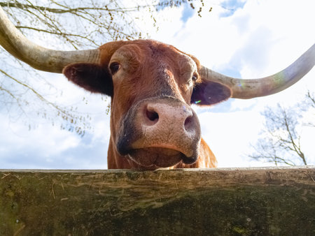 Texas longhorn cattle beast portrait in yardの写真素材