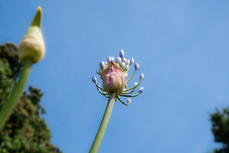 Low point of view agapanthus flower against blue sky.