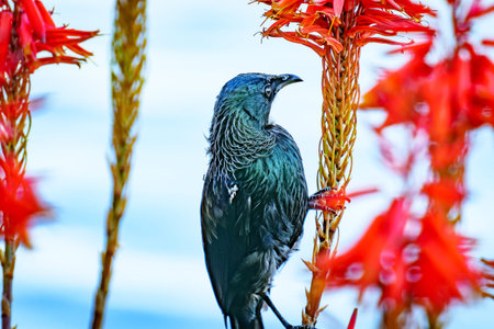 Tui feeding on nectar of red flower of aloe succulent.の写真素材