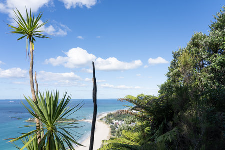 Cabbage tree an Mount Maunganui interrupt long coastal Bay of Plenty view below, New Zealand.の写真素材
