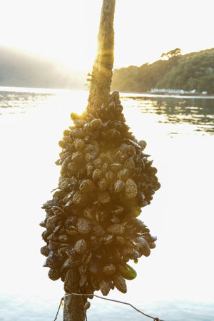 Wild barnacle encrusted mussels growing on old pole in bay back-lit by sunrise.