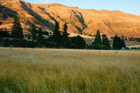 Golden brown hillside beyond green grass field and row of trees in silhouette.の写真素材