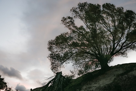 Dramatic sunset sky behind tree on slope in silhouetteの写真素材