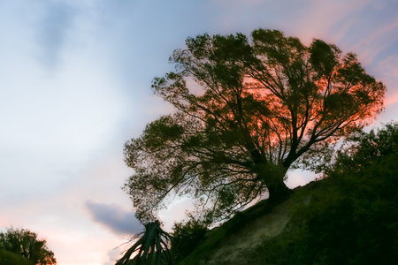 Dramatic sunset sky behind tree on slope in silhouetteの写真素材
