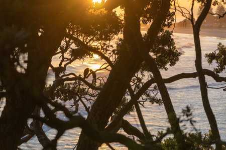 Mount Maunganui landscape view of ocean beach through twisted pohutukawa tree branches with...