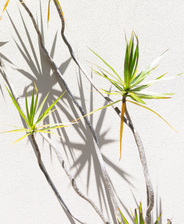 dragon tree in pot casting midday shadow against plaster wall.の写真素材