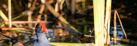 Pukeko in water of swampの写真素材