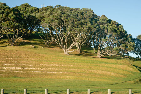 Terraced slope on side of Mount Drury with pohutukawa trees on rise behind at Mount Maunganui,...