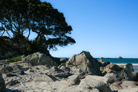Rocky waters edge on base Mount Maunganui with silhouette of back-lit tree against blue sky, Tauranga New Zealandの写真素材