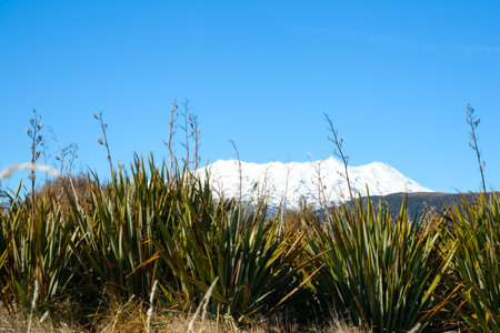Mount Ruapehu snow capped under blue sky in wide landscape in North Island New Zealand.の写真素材