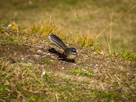 New Zealand Fantail in the grass on ground