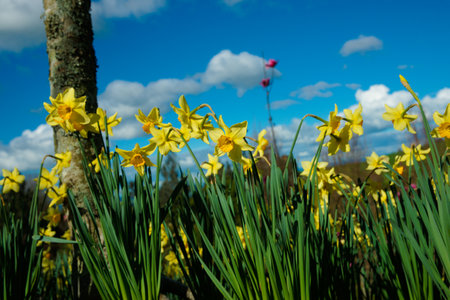 Yellow daffodil flowers in spring, the flower symbol for cancer as symbol of hope.の写真素材