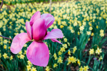 Bright pink Magnolia grandiflora and bokeh yellow field of daffodils in background