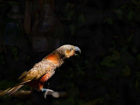 Kaka, New Zealand parrot on perch with beak open against dark background.