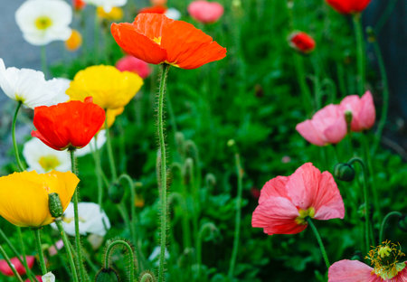 Colourful poppy garden red, yellow,pink white flowers.の写真素材