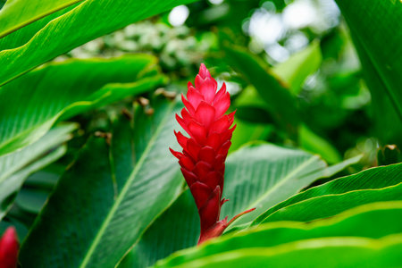 Red ginger flower in lush greenery of large leaves.の写真素材