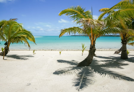 Low palm trees on white coral beach on atoll of Aitutaki in Cook Islands.