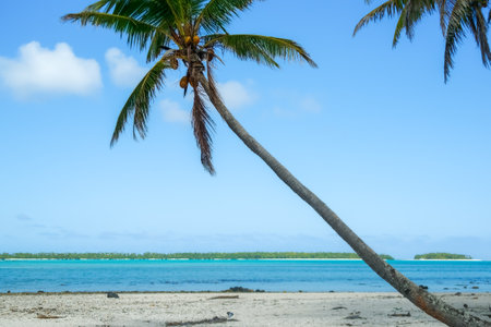 Tropical beach with leaning coconut palm and defocused background.の写真素材