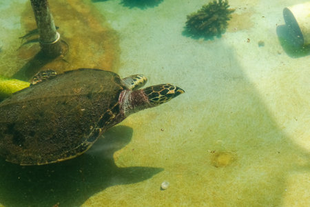 Turtle swimming by underwater.の写真素材