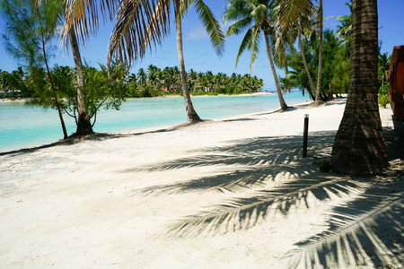 Focus on Coconut palm frond shadow leading through tropical beach imageの写真素材