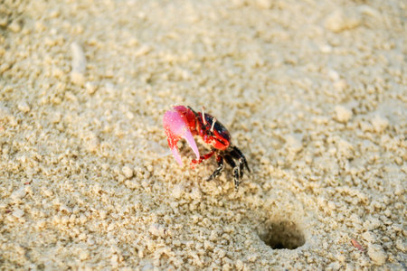 Bright red and black crab emerges from hole in coral sand walks away looking defensive on tropical beach in Cook Islands.の写真素材
