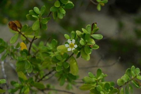 Flower on old world rare tropical shrub known as mentigi in Cook Islands.の写真素材
