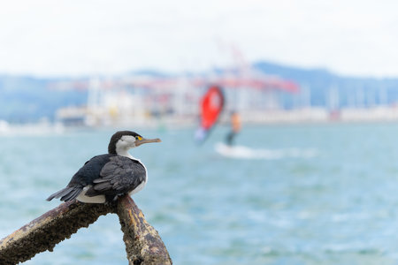 Cormorant on perch on beach in foreground to Pilot Bay at Mount Maunganui with bokeh or blurred background,の写真素材