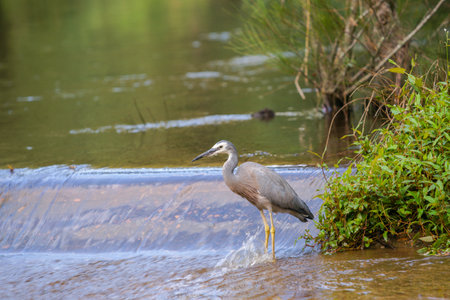 White faced heron on rapids in Shoalheven River patiently waiting for prey to feed on.の写真素材