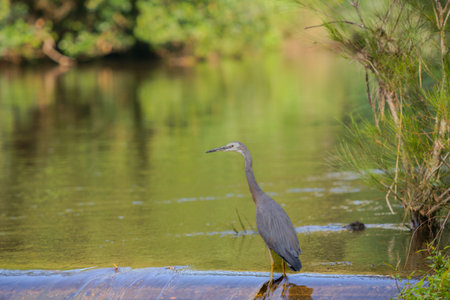 White faced heron on rapids in Shoalheven River patiently waiting for prey to feed on.の写真素材
