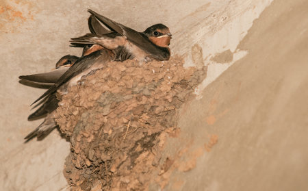 Welcome swallow birds nesting in mud nests in small colony sheltered high on wallの写真素材