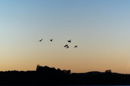 Background sky with silhouette flying birds at sunrise.の写真素材