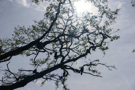 Tree branches and leaves overhead in silhouette back-lit by high noon-day sunの写真素材