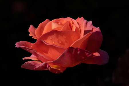 Bright red rose isolated on black background.の写真素材