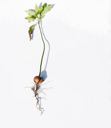Avocado sapling grows from fruit stone on white backgroundの写真素材